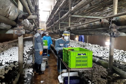 ارزآوری 8.6 میلیون دلاری صادرات قارچ ایران