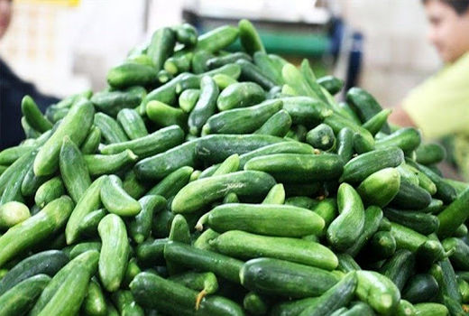 آغاز برداشت خیار محلی از شهرستان طبس