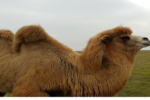 افزایش تعداد شتر دوکوهانه در اردبیل