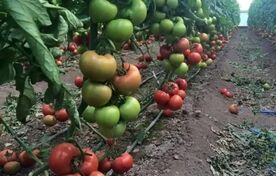بذر هیبرید داخلی در گوجه‌فرنگی و فلفل به سطح رقابت با نمونه‌های خارجی رسیده است