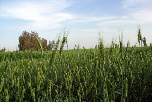 مبارزه با زنگ زرد غلات در سیستان و بلوچستان به 5600 هکتار رسید