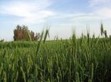 مبارزه با زنگ زرد غلات در سیستان و بلوچستان به 5600 هکتار رسید