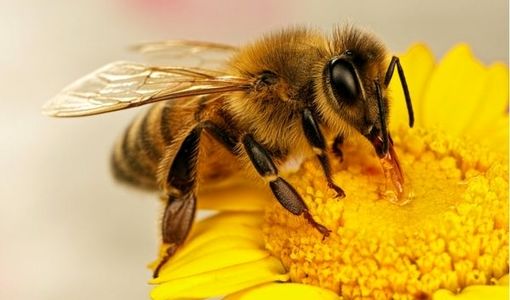  زنبور عسل نیش‌زن ایرانی با «آرام 97» رام شد