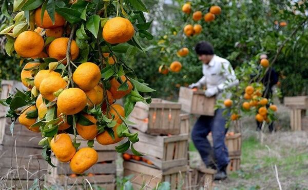 برداشت بیش از 20هزار تن مرکبات از باغات شهرستان بم