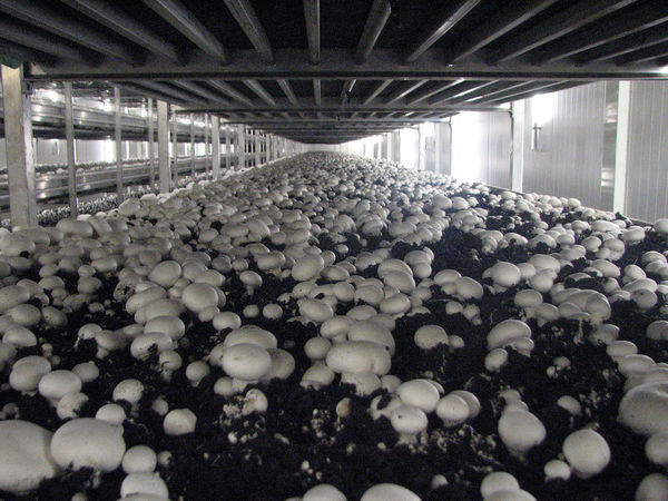 واحد تولیدی قارچ دکمه ای در قزوین نشان استاندارد دریافت کرد 