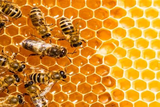 آذربایجان‌غربی پایتخت عسل کشور است