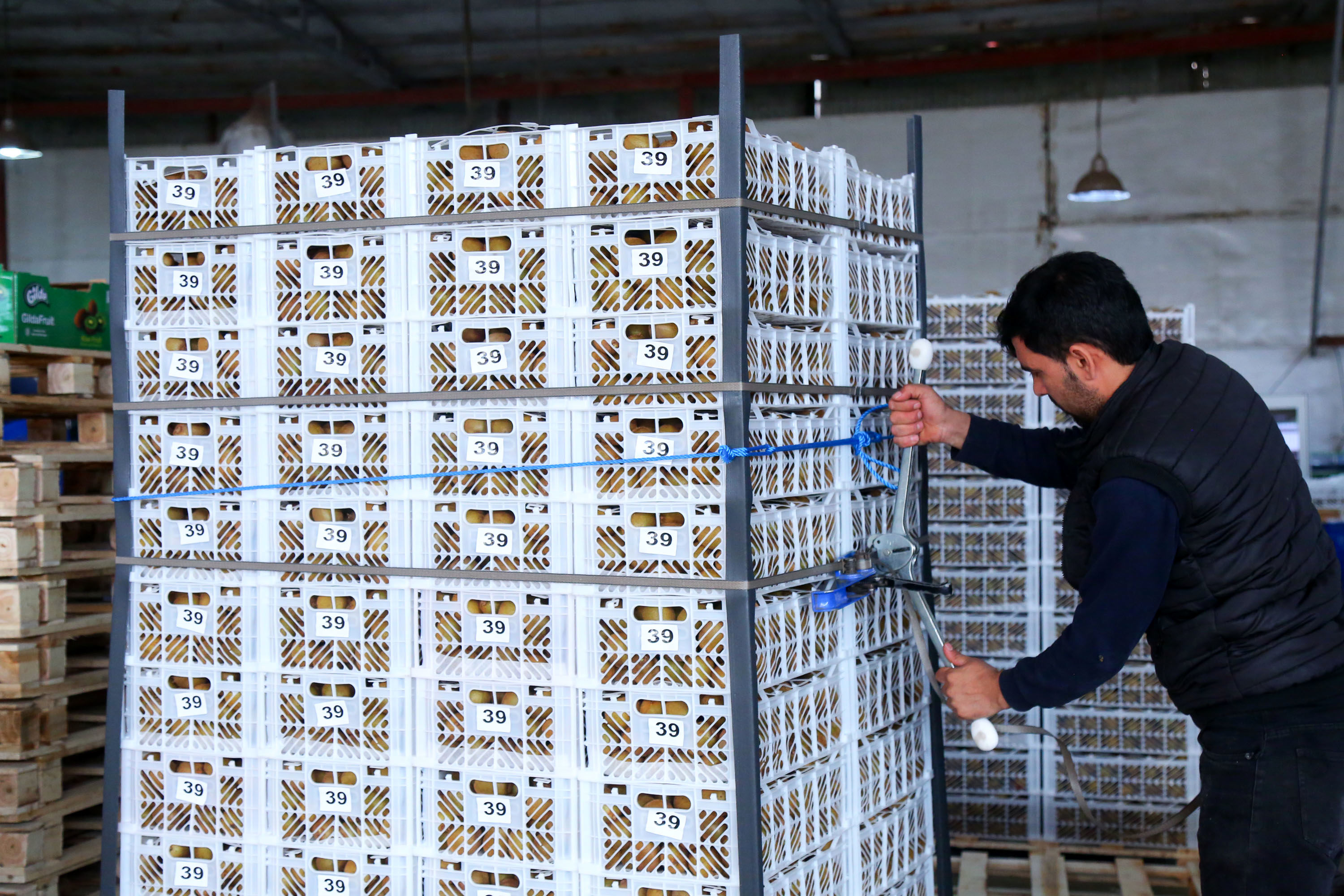  میوه ای شگفت انگیز به نام کیوی 