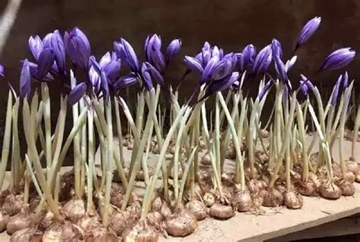 بیش از ۷۰ درصد ضایعات بنه زعفران به نشاسته قابل استفاده تبدیل شد/ بازده محصول ۲/۸ برابر انواع تجاری