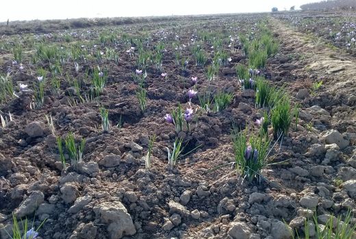 افزایش تدریجی سطح زیر کشت محصولات کم آب بر