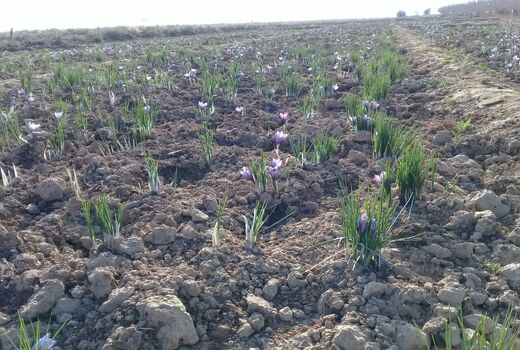 افزایش تدریجی سطح زیر کشت محصولات کم آب بر