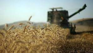 برداشت گندم در زرین دشت فارس