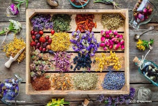 همایش ملی گیاهان دارویی در مراغه برگزار شد