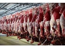 520 تن گوشت قرمز در بابل تولید شد/ ارزش اقتصادی هزار میلیاردی