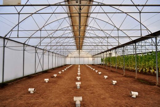 احداث مجتمع گلخانه ای با هدف ایجاد اشتغال برای فارغ التحصیلان کشاورزی