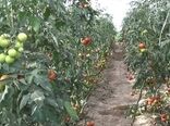 بهره برداری از یک گلخانه مکانیزه تولید صیفی جات