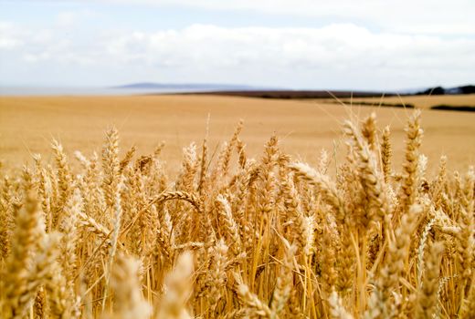 پایان برداشت خوشه‌های طلایی گندم در خرمشهر