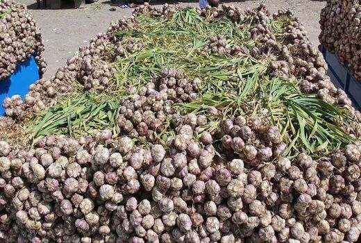 برداشت بالغ بر 50هزار تن سیر از مزارع شهرستان طارم