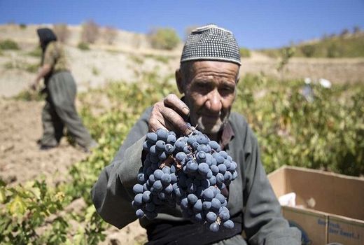 انگور دیم مریوان طلای سیاه کردستان