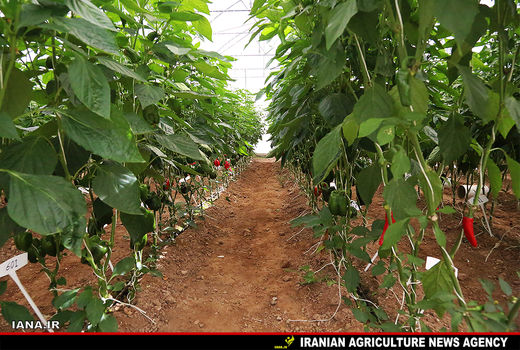  صرفه‌‎جویی 140میلیون متر مکعب آب در گلخانه 1000هکتاری مغان