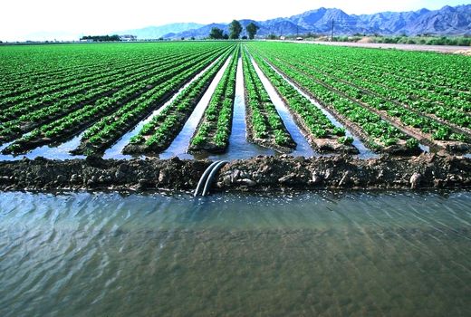 نجات کشاورزی ایران در گرو تصمیم‌های امروز و اصلاح مسیر است