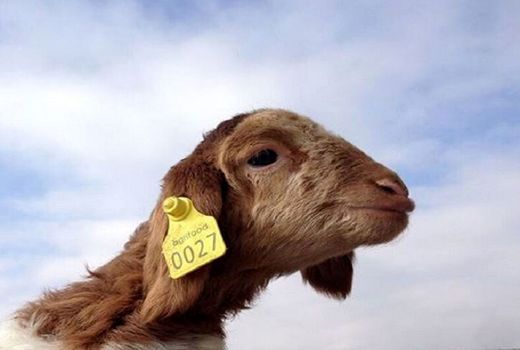 بیمه فراگیر دام، دامداران را در چرخه تولید نگه می‌دارد