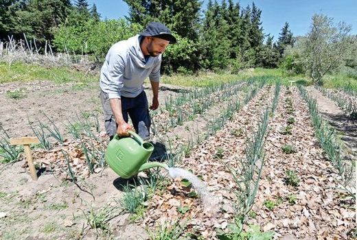 کشت پایا در زمان خشکسالی در تونس ریشه دوانده است