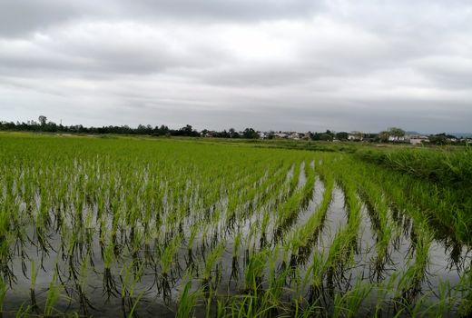 کاهش شدید مصرف آب با اجرای طرح یکپارچه‌سازی اراضی در شالیزارهای شمال/ قانون جلوگیری از خرد شدن اراضی باید اصلاح شود