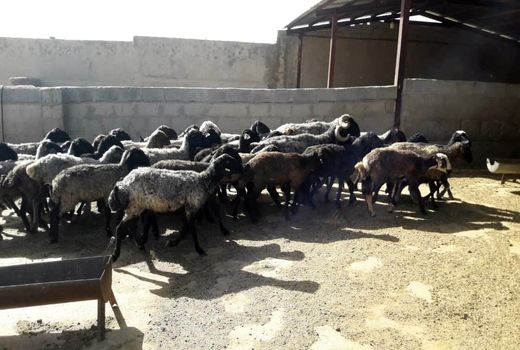 تلقیح مصنوعی 125 راس دام سبک در زرین دشت