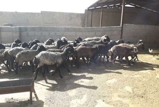 تلقیح مصنوعی 125 راس دام سبک در زرین دشت