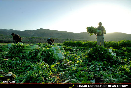 برداشت کرفس 