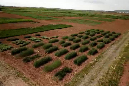 تولید ۵۲۰۰ کیلوگرم بذر پرورشی غلات دیم در کشور