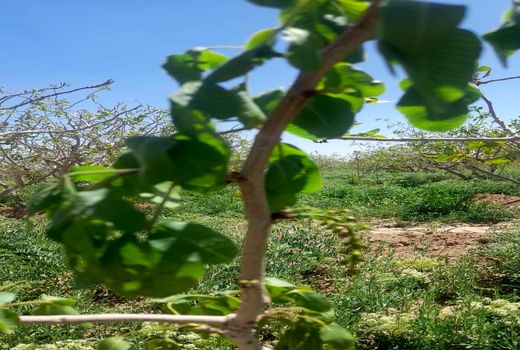 باغات پسته و بادام در شهرستان ارزوئیه(منطقه صوغان)  خسارت دیدند