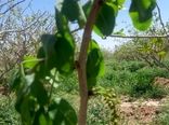 باغات پسته و بادام در شهرستان ارزوئیه(منطقه صوغان)  خسارت دیدند