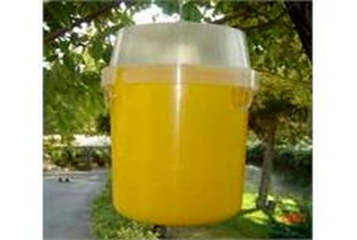 مگس میوه در 6000 هکتار از باغ های بابل ردیابی شد