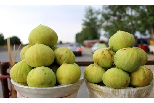 پیش‌بینی برداشت هزار تن انجیر در گلوگاه مازندران