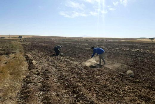 کشت دو هکتار گیاه داروئی موسیر در شهرستان دهگلان