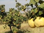 آغاز برداشت ۱۳ هزار تن "بِه" در نطنز