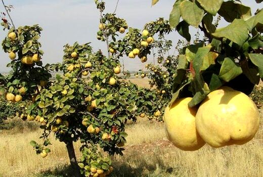آغاز برداشت ۱۳ هزار تن 