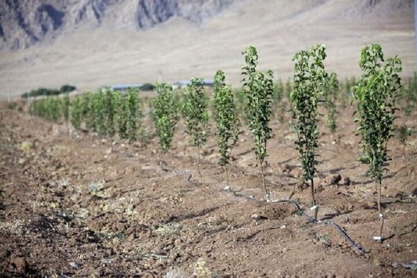 کشت ۱۶ میلیون درخت در استان بوشهر 