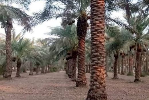 بیماری خامج تهدیدی جدی برای نخلستان‌های خوزستان 