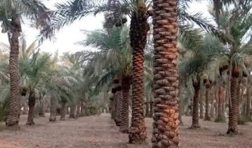بیماری خامج تهدیدی جدی برای نخلستان‌های خوزستان 