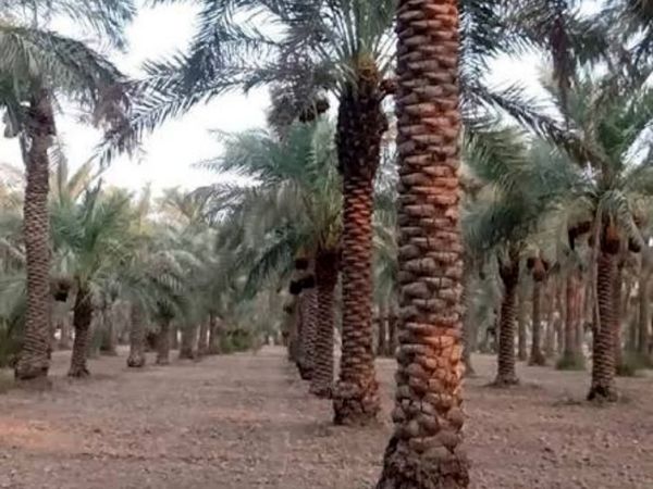 بیماری خامج تهدیدی جدی برای نخلستان‌های خوزستان 