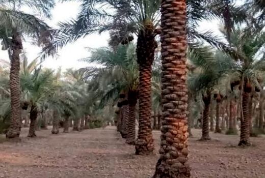 بیماری خامج تهدیدی جدی برای نخلستان‌های خوزستان 