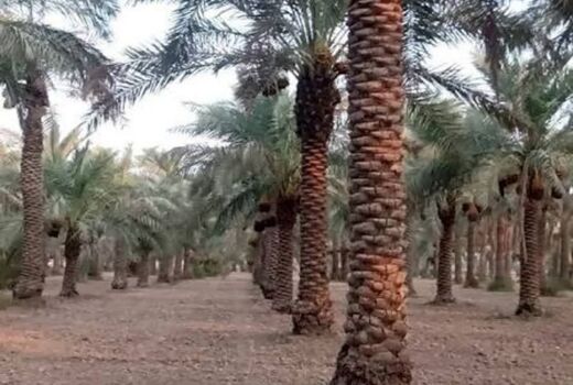 بیماری خامج تهدیدی جدی برای نخلستان‌های خوزستان 