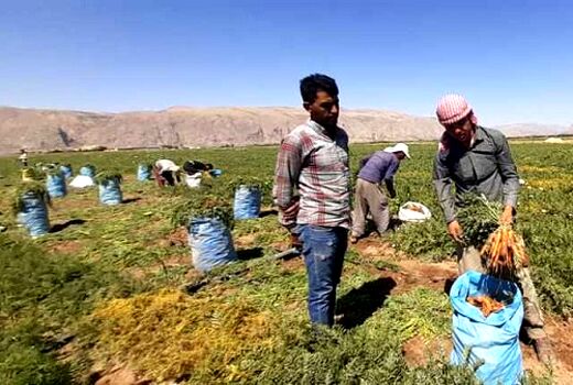 برداشت هویج از مزارع پاسارگاد ادامه دارد
