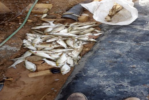 آسیب سیل به 1500قطعه ماهی قزل آلا و50 هکتار از سامانه‌های نوین آبیاری تحت فشار شهرستان دماوند  