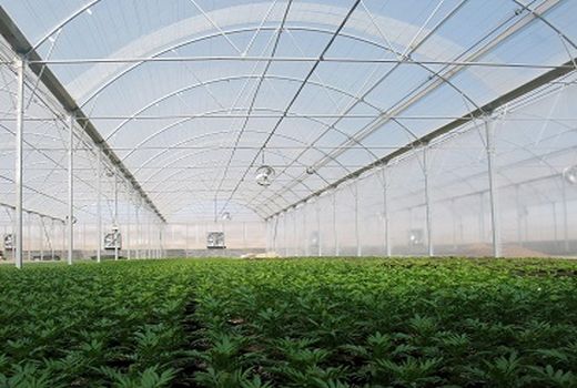 توسعه گلخانه‌ها از اولویت اصلی وزارت جهاد کشاورزی است