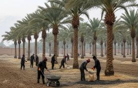  ۸۰ درصد خاک نخلستان‌ها فقیر است