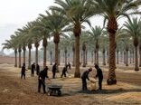  ۸۰ درصد خاک نخلستان‌ها فقیر است