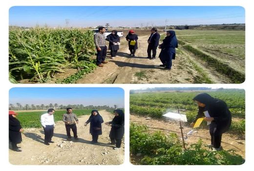 ردیابی آفت قرنطینه‌ای کرم برگ‌خوار پاییزه در شهرستان دشتستان